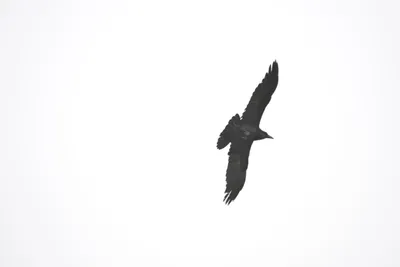 DSC_6869 (Large).JPG